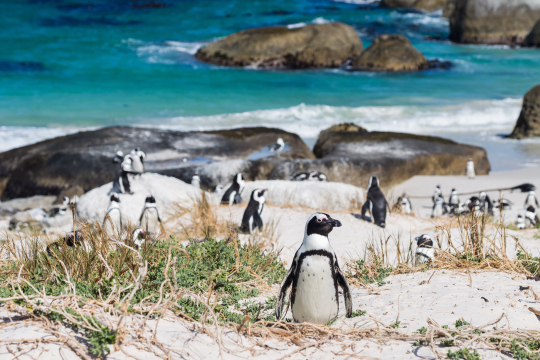 Pinguine am Strand von Südafrika